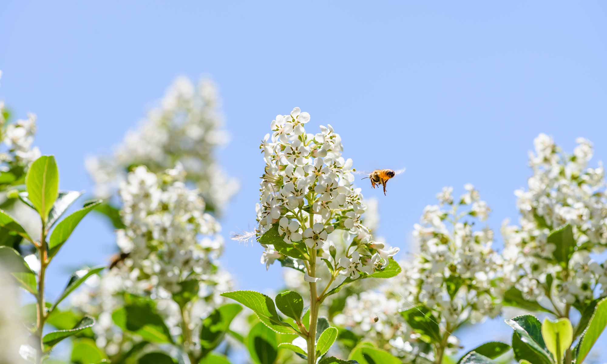 Pollenallergie